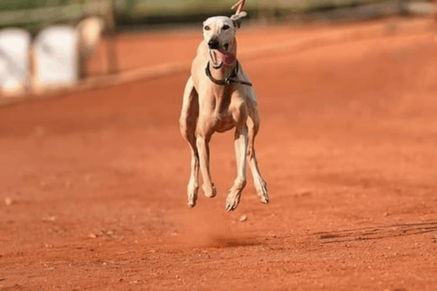 Chippiparai dog running 