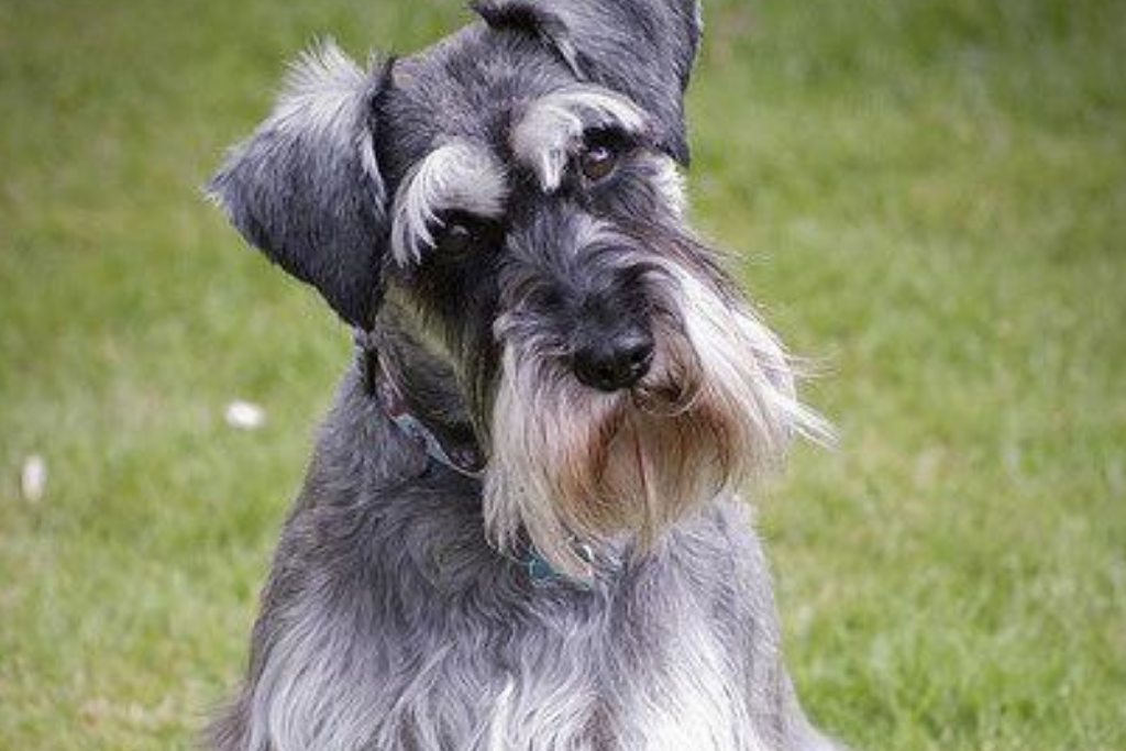 gund schnauzer