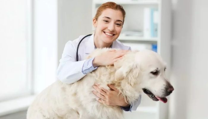 select a veterinarian for dog