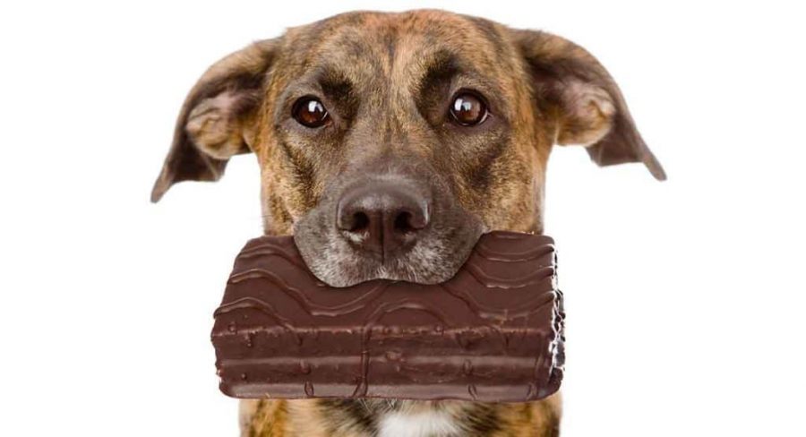 dog holding chocolate