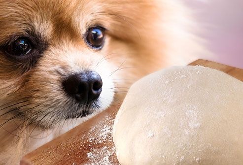 Yeast Dough for dogs
