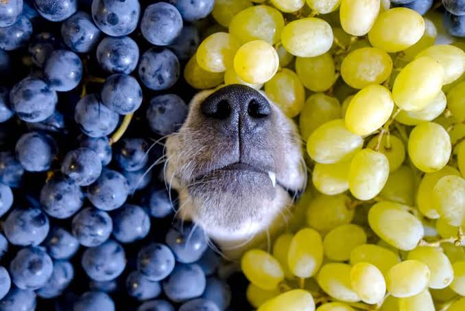 list of toxic foods for dogs - Grapes