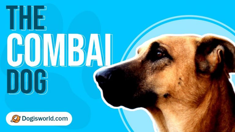 Kombai (Combai) Dog: The Daring Guard Of Tamil Nadu