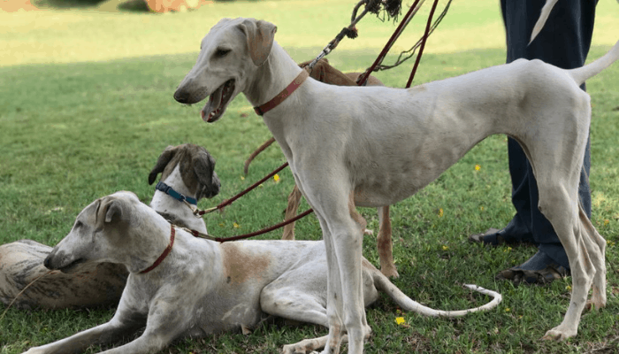 Mudhol Hound – Karnataka's Dog Of Honour