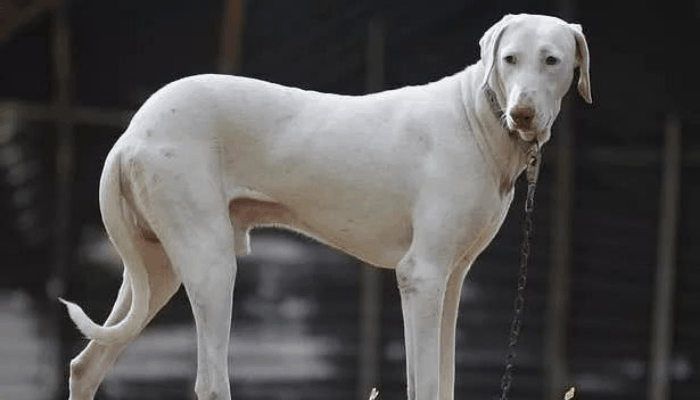 Rajapalayam dog chained standing