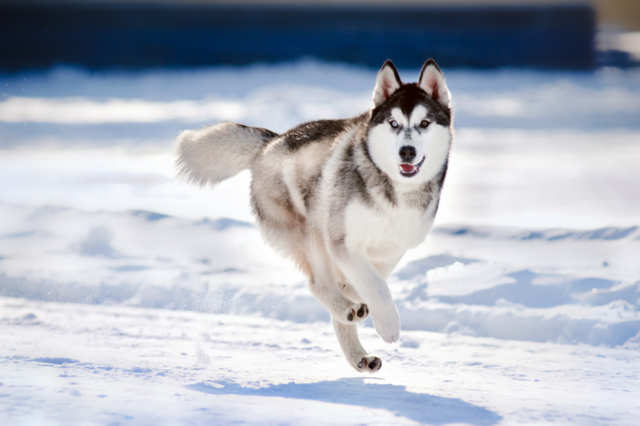 Husky running in snow