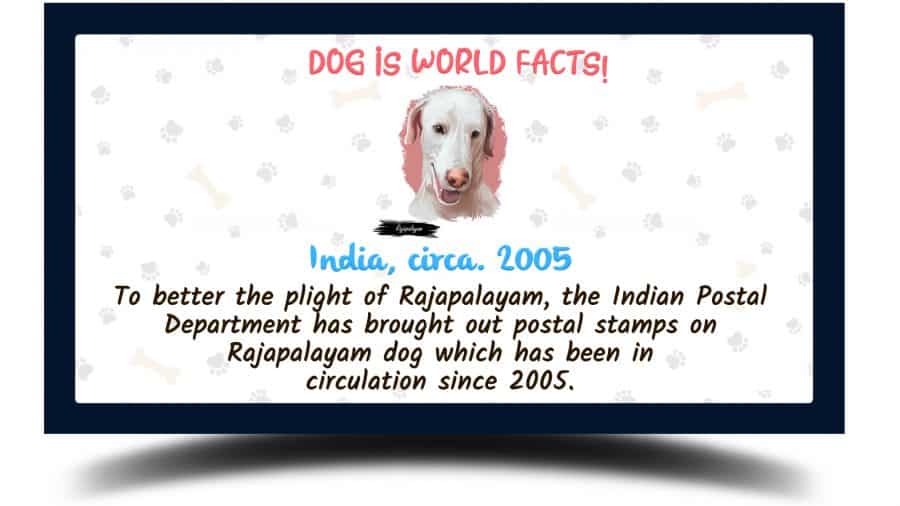 Rajapalayam dog facts