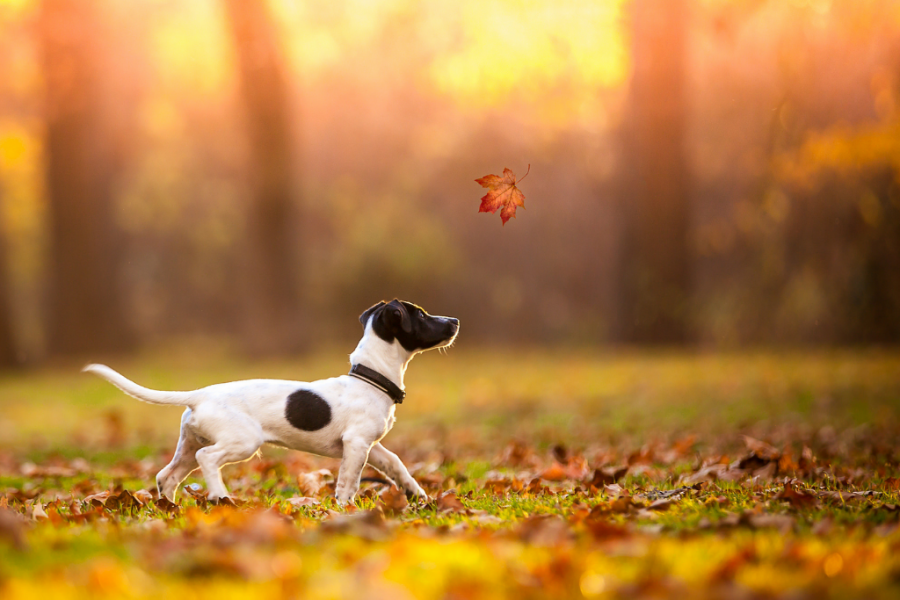 Jack Russell Terrier walking in autumn