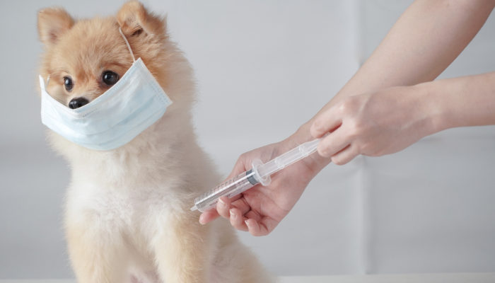 Pomeranian Vaccine
