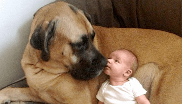 Kumaon Mastiff with a baby