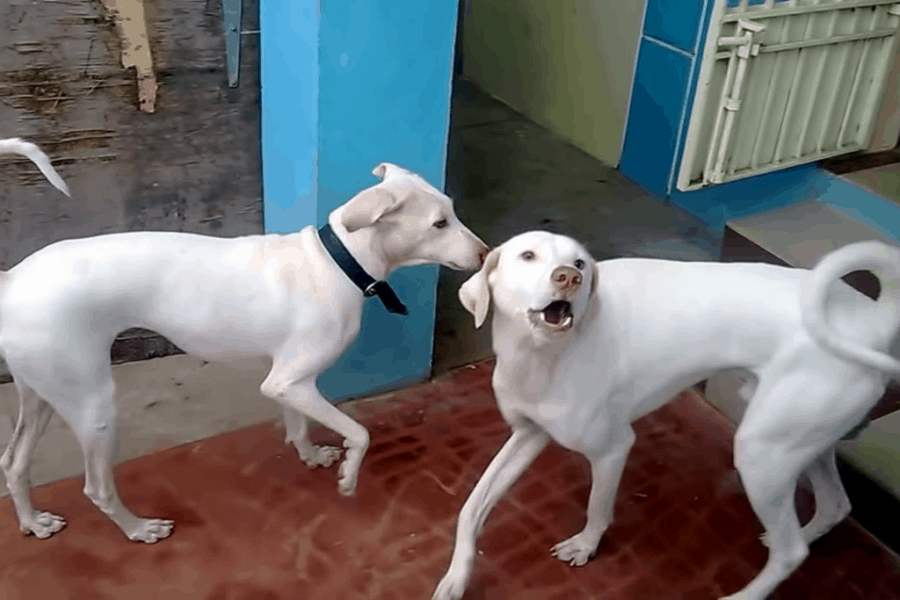 Rajapalayam dogs