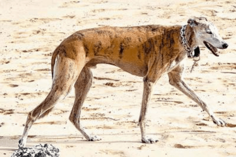 Brindle colour Rampur Greyhound