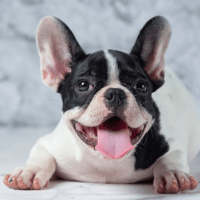 French Bulldog puppy cute