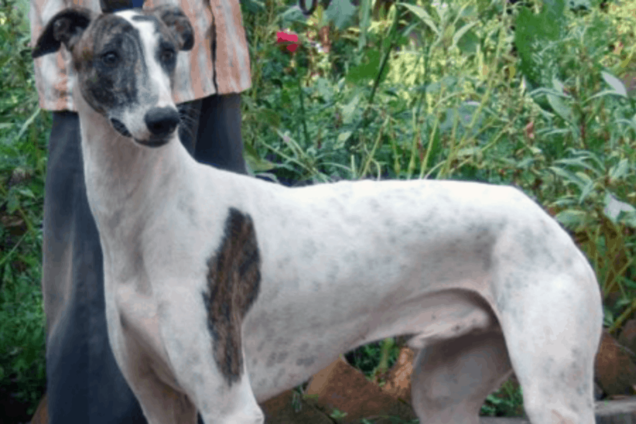 Grey and Brindle colour Rampur Greyhound