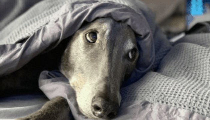 Health of a Rampur Greyhound