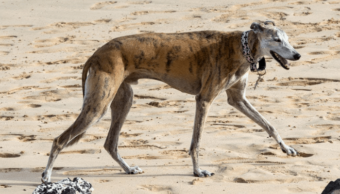 Rampur Greyhound in sand