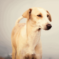 Indian Pariah dog