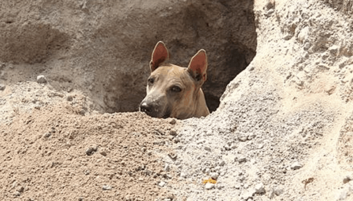 Jonangi digging a hole