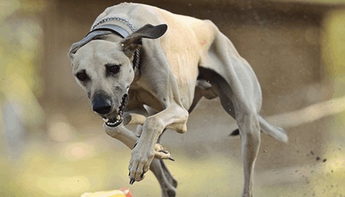 Rampur Greyhound running