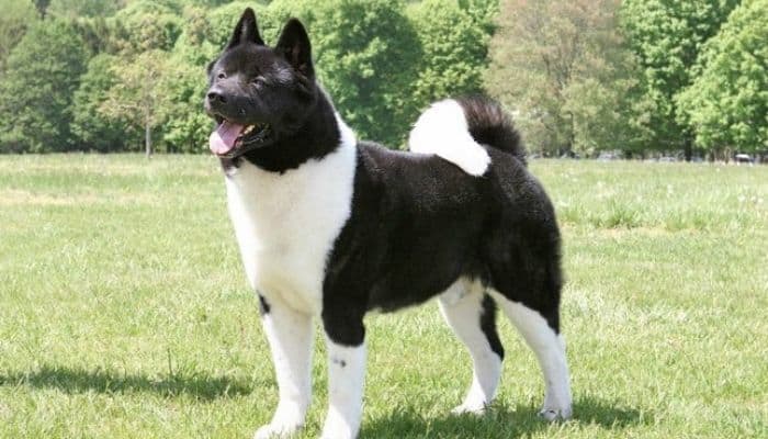 Black Akita dog in a lawn. 