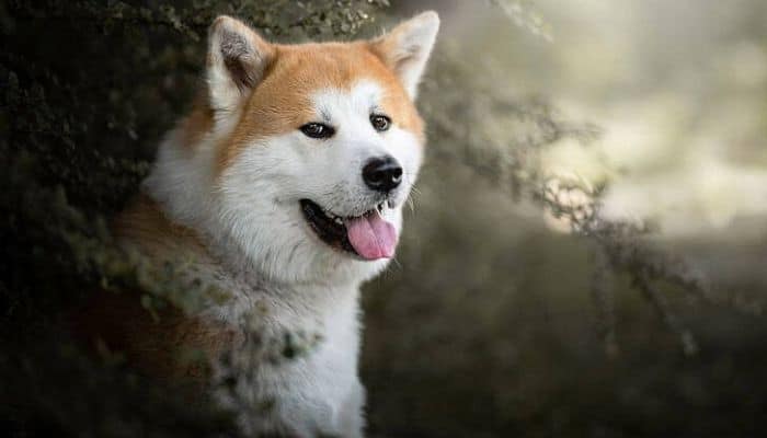 Akita dog in a forest with a blur background