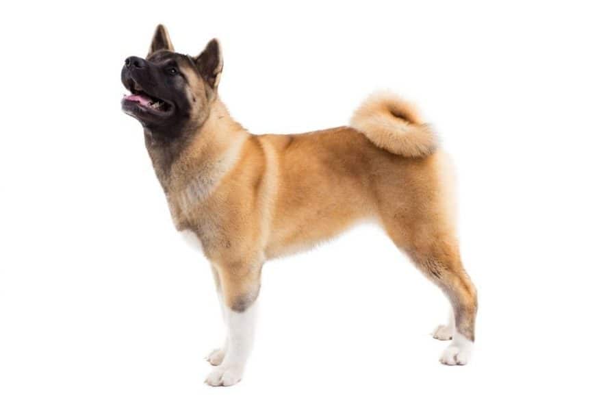 American Akita dog in a white background