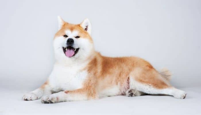 Red Akita dog sitting on a white background.