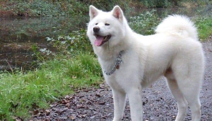 White Akita dog standing on a road. 