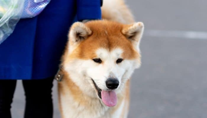 An akita dog walking on the road with his owners half body visible. 