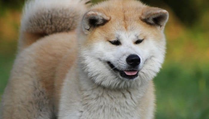 Fawn Akita Dog on a blur background