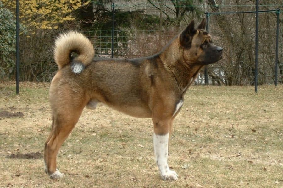 American Akita Dog side profile, standing on a field. 