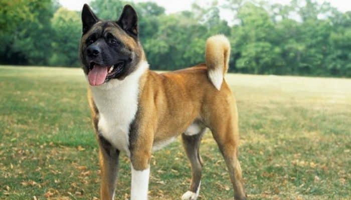 Red and Black Overlay Akita dog standing in a ground on a green background. 