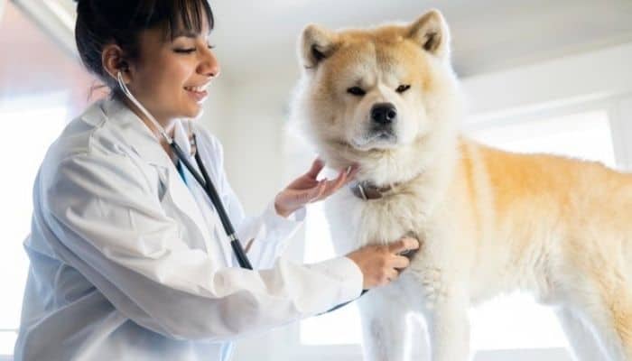 Doctor is checking senior Akita's heartbeat in her clinic. 