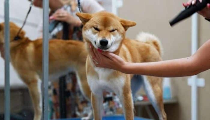 The owner is removing Shiba Inu's dead hair with the help of hair dryer. 