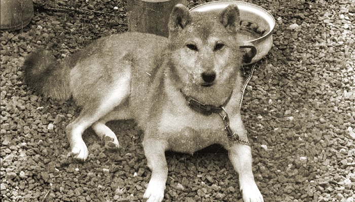 Old Shiba Inu is sitting on the ground. 