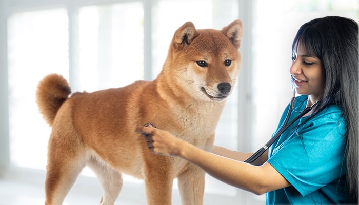 Shiba Inu is standing next to the doctor who is checking her heartbeat. 