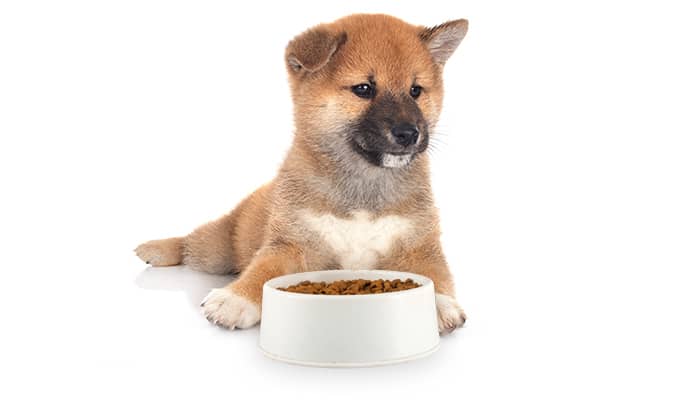 Shiba Inu is sitting in front of the bowl filled with kibbles. 