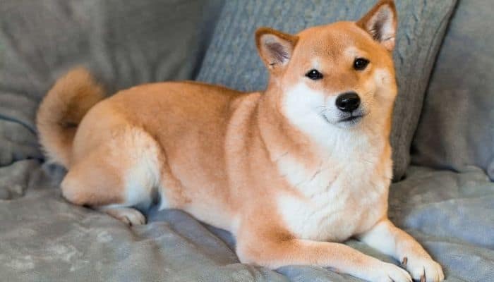 Shiba Inu is sitting on the bed. 