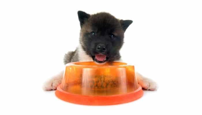 Japanese Akita puppy eating kibbles in a  bowl. 