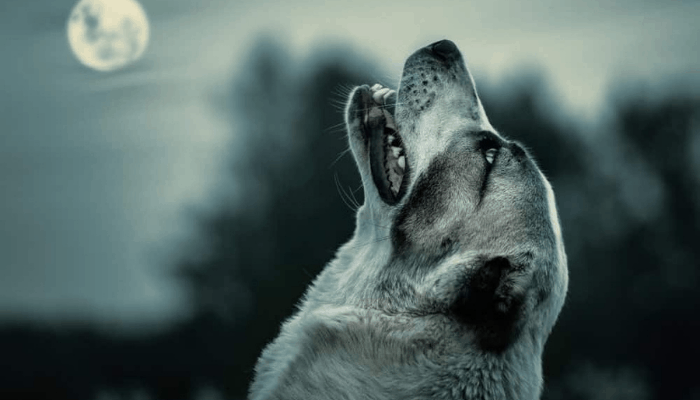 A grey and white dog howling at night with a moon visible in the sky and trees in the background.