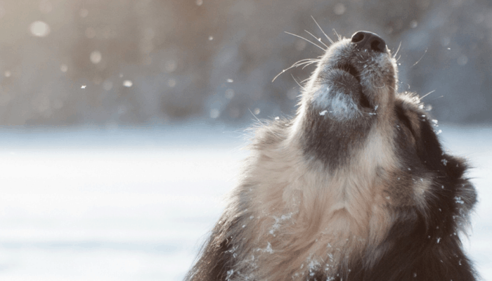 A dog howling in a snowy background with snowfall. 