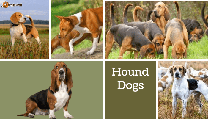 different dogs in the hound dog group