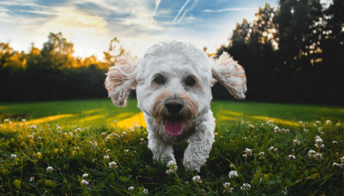 A white cockapoo sitting on the grass in a park with the background of the sky.

