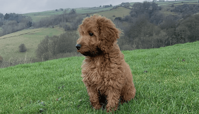 A Cockapoo sitting on the grass 