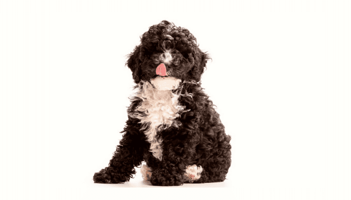 A black and white Cockapoo posing with its tongue out