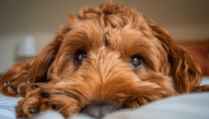 A brown Cockapoo lying on a white bed