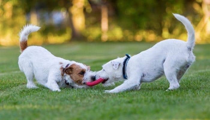 Two White dogs playing with a toy together at a green lawn 