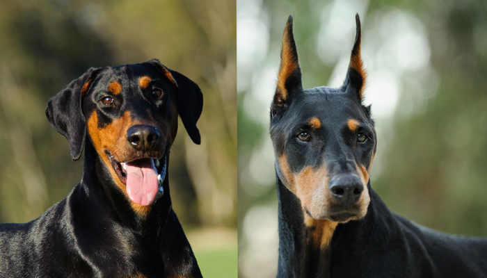 Two Doberman dogs, one with cropped ear and the other with no crop ear 
