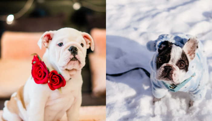 English Bulldog with rose on the neck  and French Bulldog with sweater in the snow best therapy dogs 