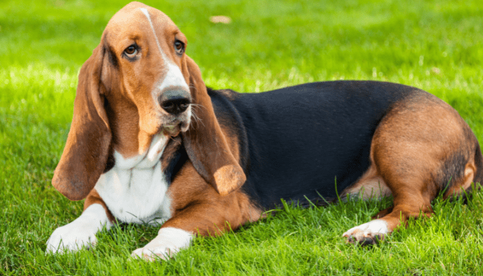 A brown and black basset hound  sitting on the grass lawn.